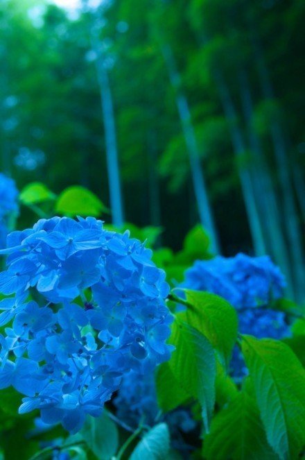 感觉美美哒蓝色调花朵唯美花朵图片