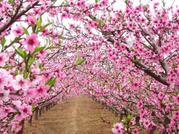 梅花香自苦寒来唯美风景图片