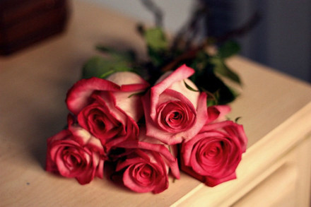情人节趴上的玫瑰花 花朵唯美图片