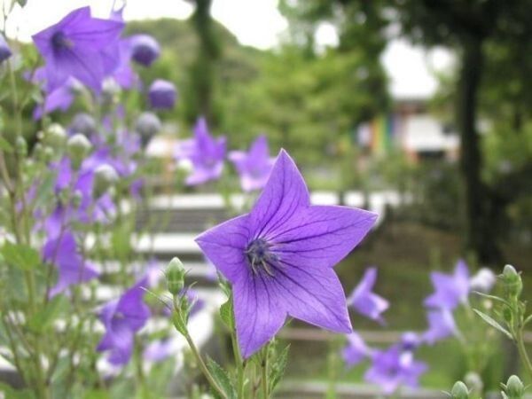 花语花愿