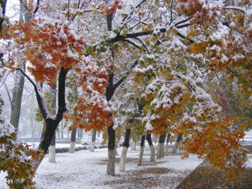 今年第一场雪陪我一起看好吗 唯美雪景图片