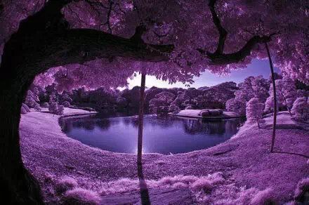 风景图真实紫色图片