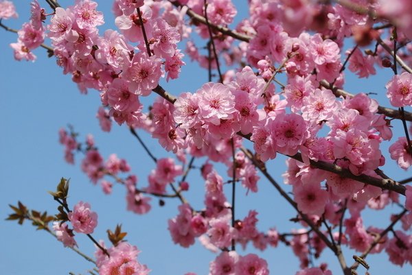 梅花香自苦寒来唯美风景图片