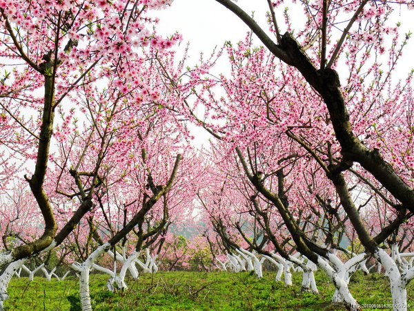 梅花香自苦寒来 唯美风景图片