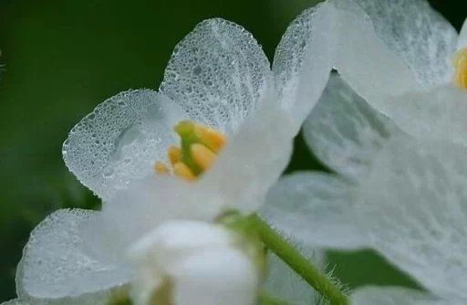 淋雨后花朵会变透明化的真实植物