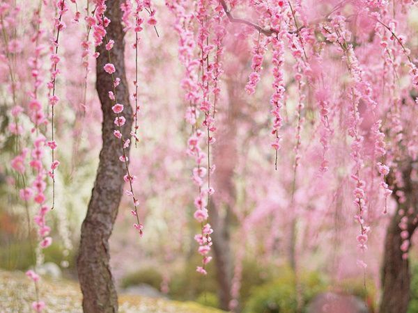 樱花盛放的模样唯美风景图片