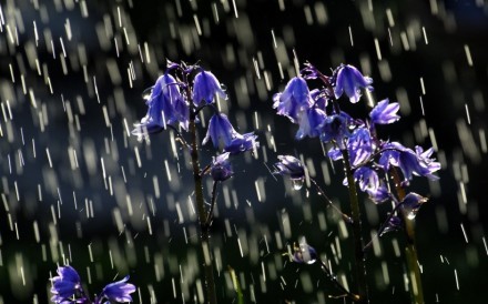 花未谢，雨未消，你还在唯美意境图片