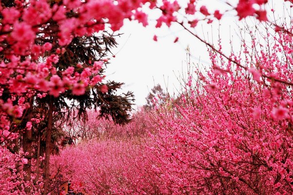 梅花香自苦寒来唯美风景图片