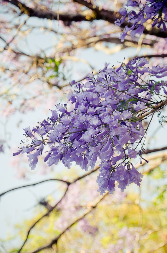 紫藤花开    唯美梦幻紫藤花风景图片