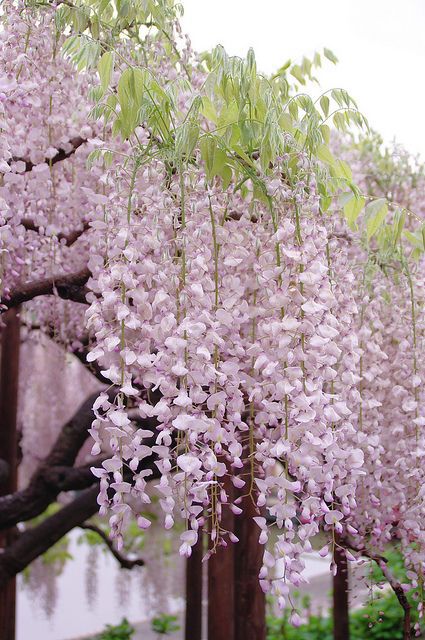 紫藤花开    唯美梦幻紫藤花风景图片