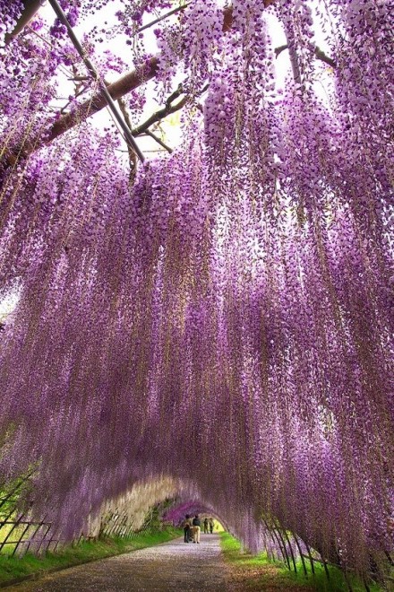 紫藤花开    唯美梦幻紫藤花风景图片