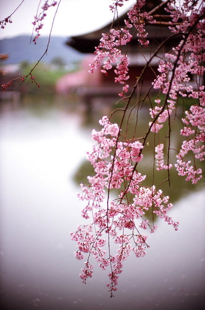 四月芳菲   唯美风景图图片