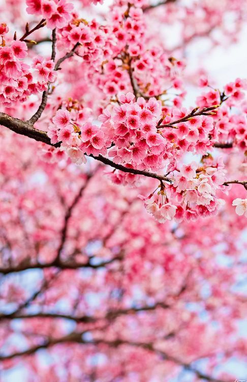 四月芳菲   唯美风景图图片