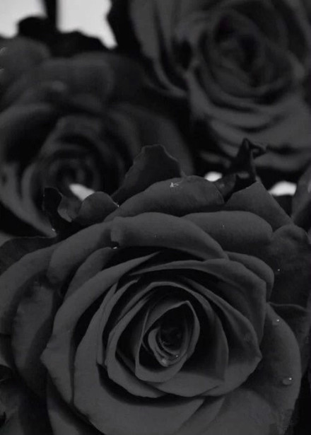 你是恶魔，且为我所有——黑玫瑰图片