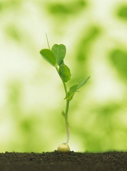 人生那不期而遇的温暖和生生不息的希望图片