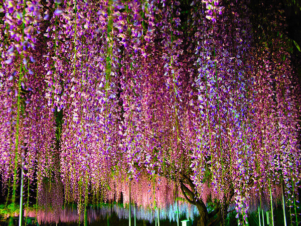 紫藤花开    唯美梦幻紫藤花风景图片