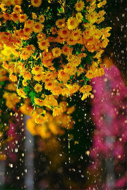 鲜花朵朵细雨蒙蒙清新森系的唯美摄影图片