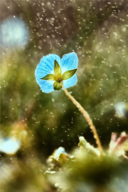 鲜花朵朵细雨蒙蒙清新森系的唯美摄影图片