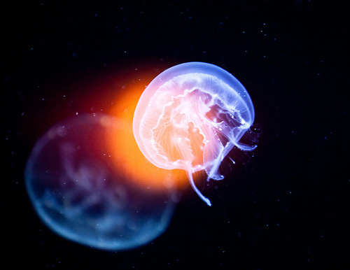 水下摄影漂亮的水母意境lomo唯美摄影