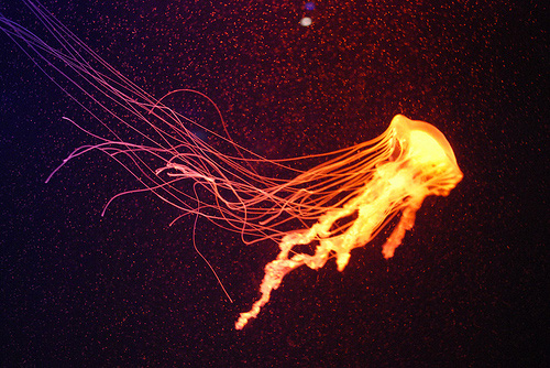 水下摄影漂亮的水母意境lomo唯美摄影