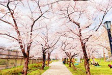  又是一年樱花季图片
