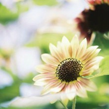  生如夏花悄悄发芽唯美花朵小清新图片