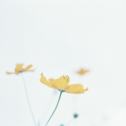 花开若相惜，花落莫相离图片