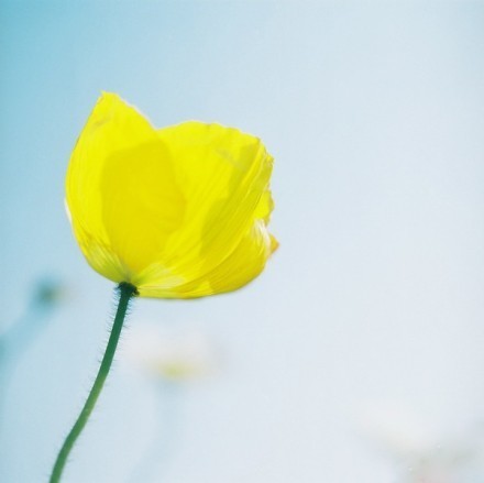 花开若相惜，花落莫相离图片