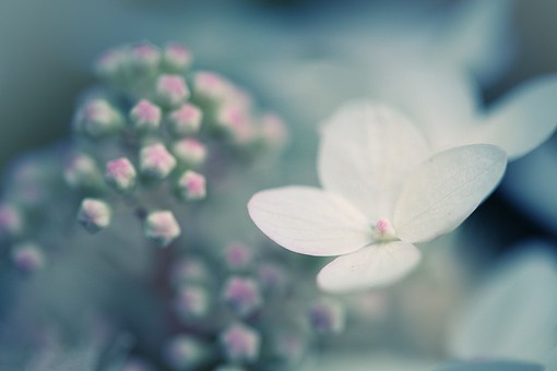 繁花似锦如梦     唯美小清新美图图片