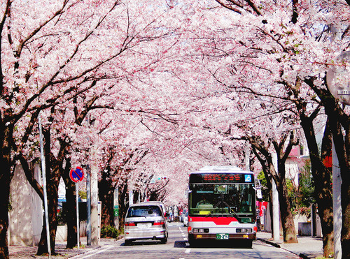 又是一年樱花季图片