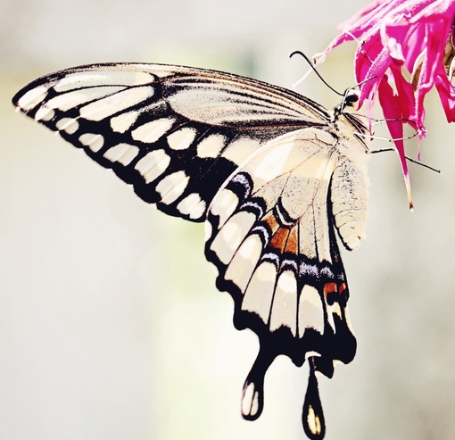 唯美小清新森系蝴蝶伤感花朵清新美图