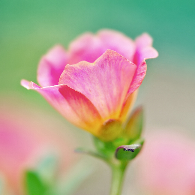 小清新伤感风景鲜花唯美图片