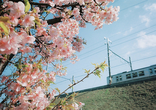日系小清新：开往春天的列车