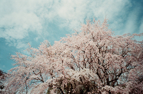 小清新：自在飞花轻似梦