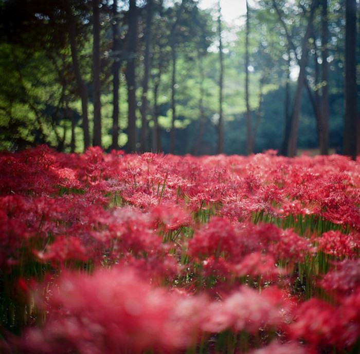 一花一世界