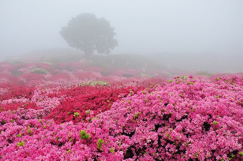 花的海洋小清新图片