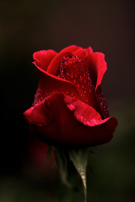 玫瑰成伤花已殇唯美花朵小清新图片