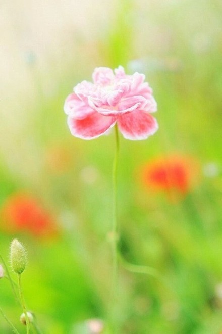 森系治愈系唯美鲜花小清新图片