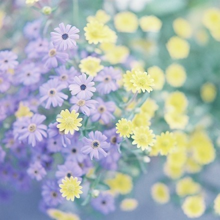 生如夏花悄悄发芽唯美花朵小清新图片