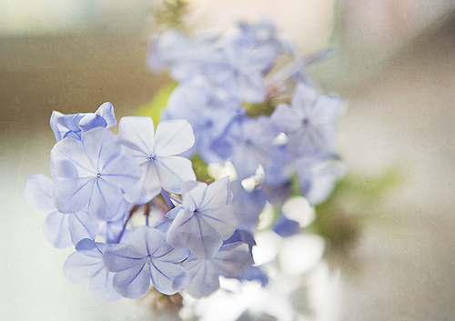 小清新鲜花唯美意境图片