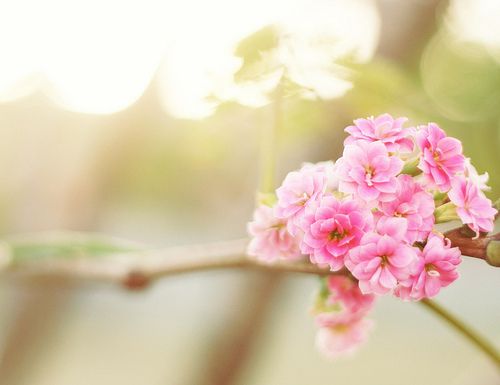 花开如梦唯美意境图片