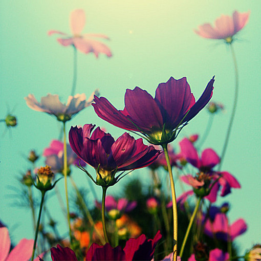 有一种迷恋叫做鲜花的色彩小清新鲜花图片大全