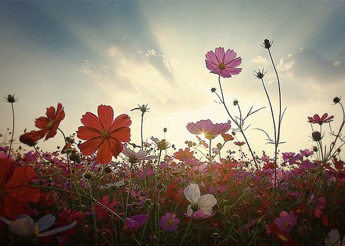 花的海洋小清新图片