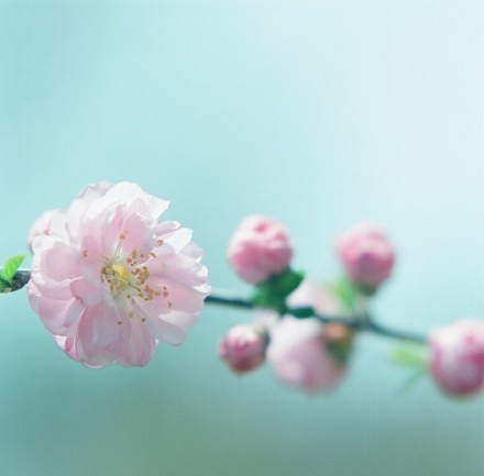 生如夏花悄悄发芽唯美花朵小清新图片