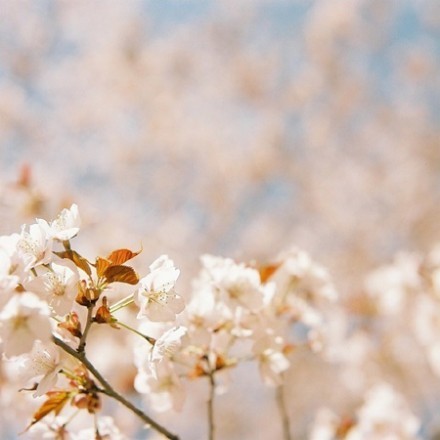 生如夏花悄悄发芽唯美花朵小清新图片