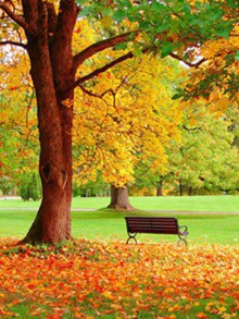  秋叶落，满地殇    唯美落叶意境美图图片