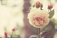  【玫瑰】你说玫瑰很美，美得艳丽。图片