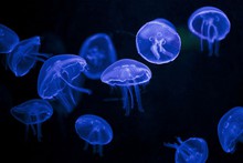  唯美意境深海水母纯净蓝色系图片
