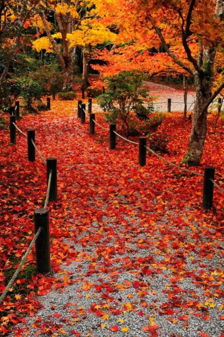 枫叶染红了半个秋图片
