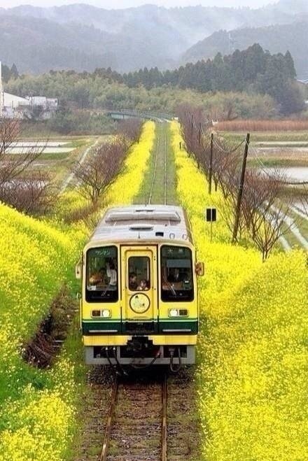 一个人、一把伞、一段旅途图片